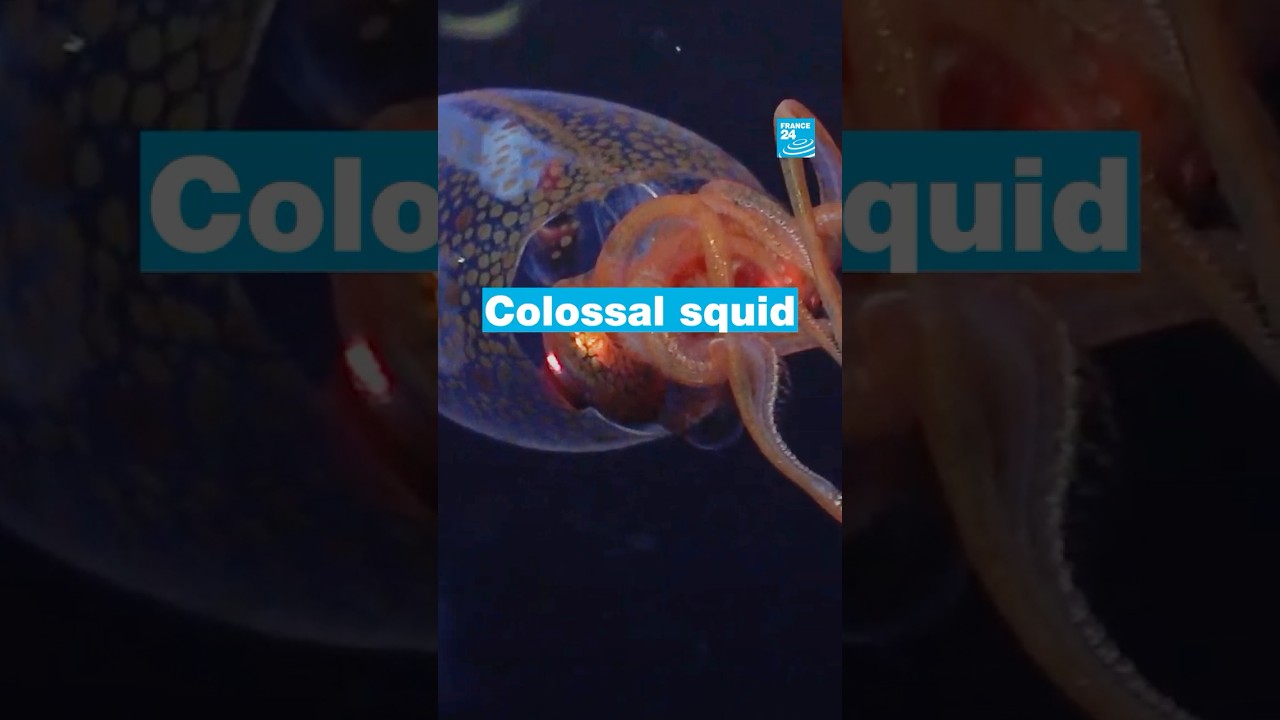 First ever video of a colossal squid • FRANCE 24 English