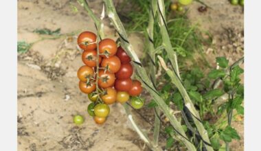 New regulations require schools to serve fruit and vegetables
