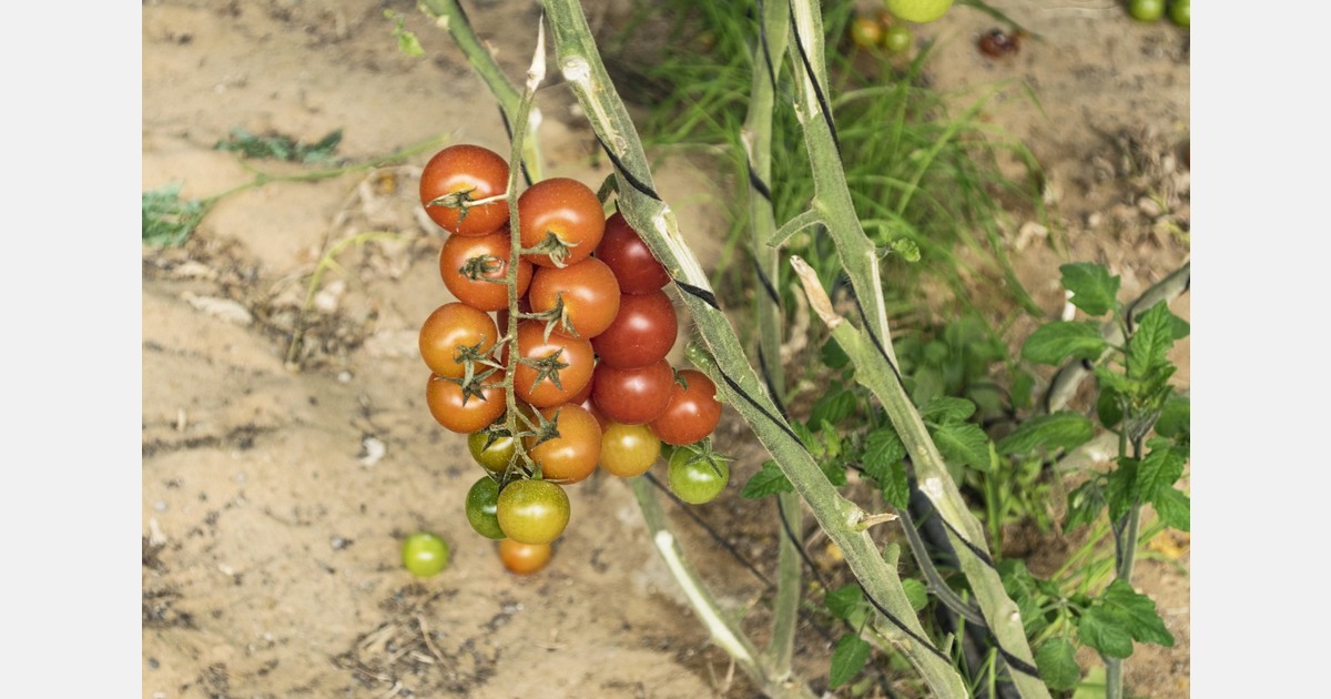 New regulations require schools to serve fruit and vegetables