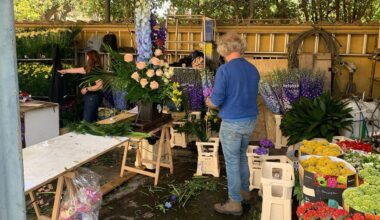 From the Netherlands to the Vatican: Bringing spring to St. Peter's