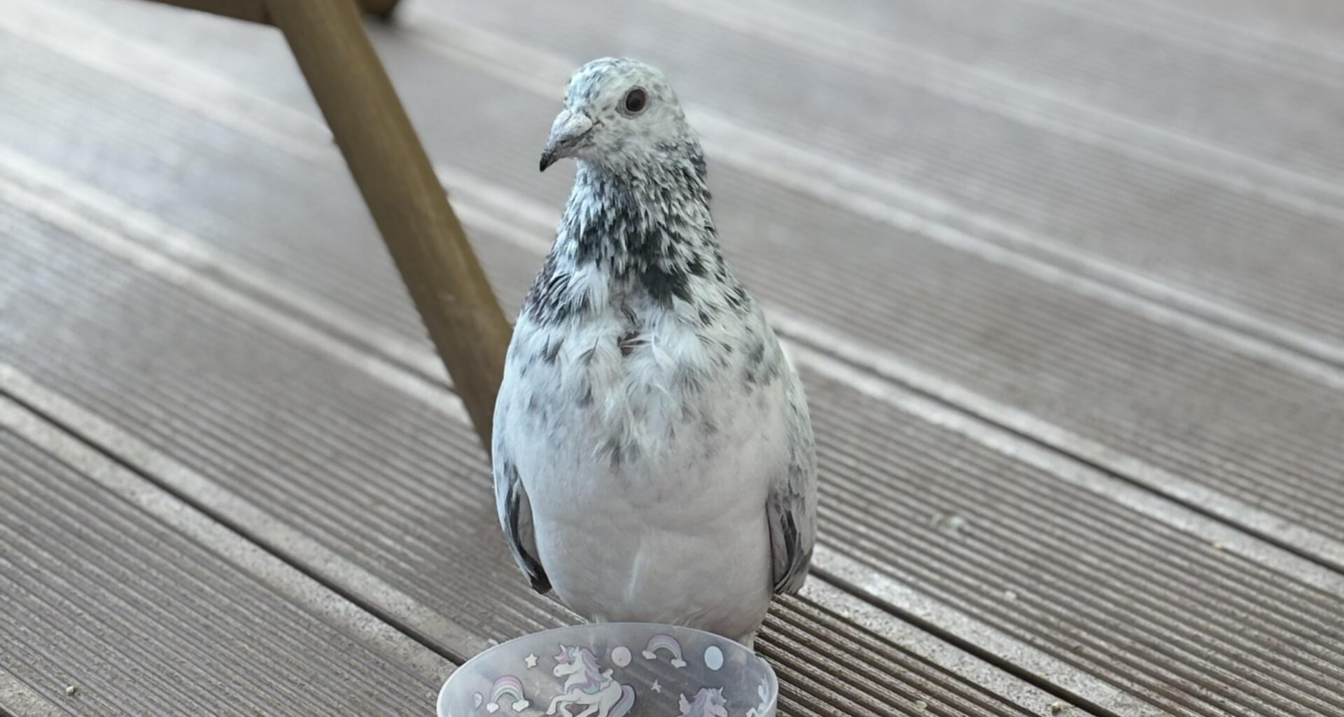 Die zugeflogene Brieftaube Tauboga