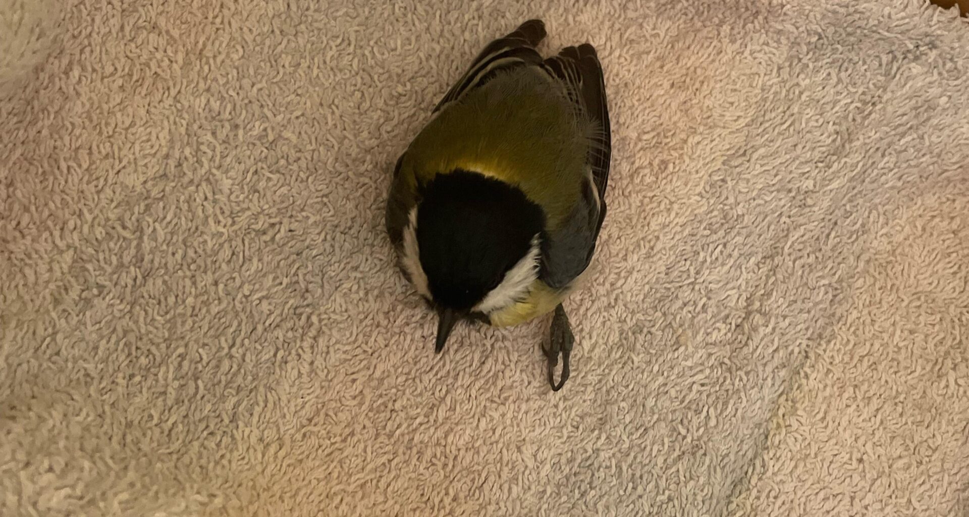 Katze hat ihn erwischt, was tun?