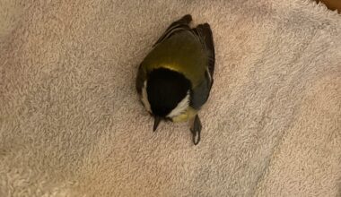 Katze hat ihn erwischt, was tun?