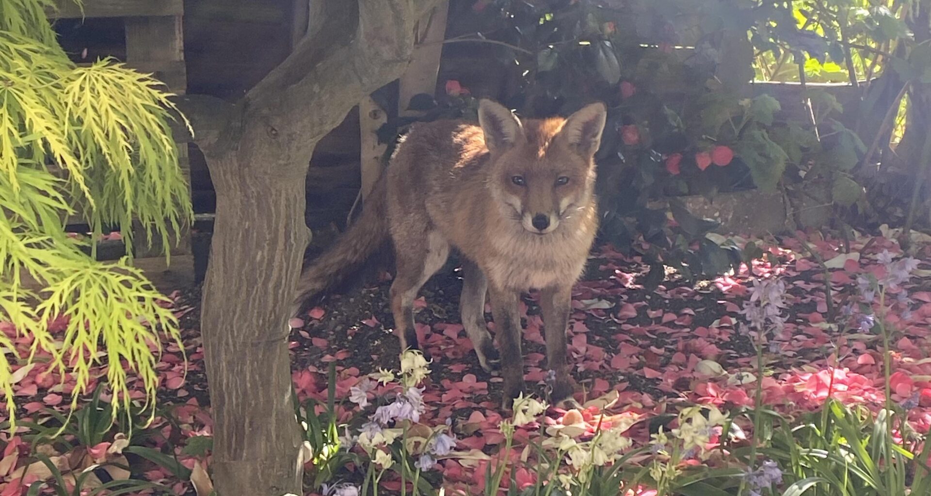 my fox friend visits every day