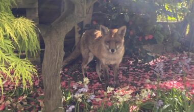 my fox friend visits every day