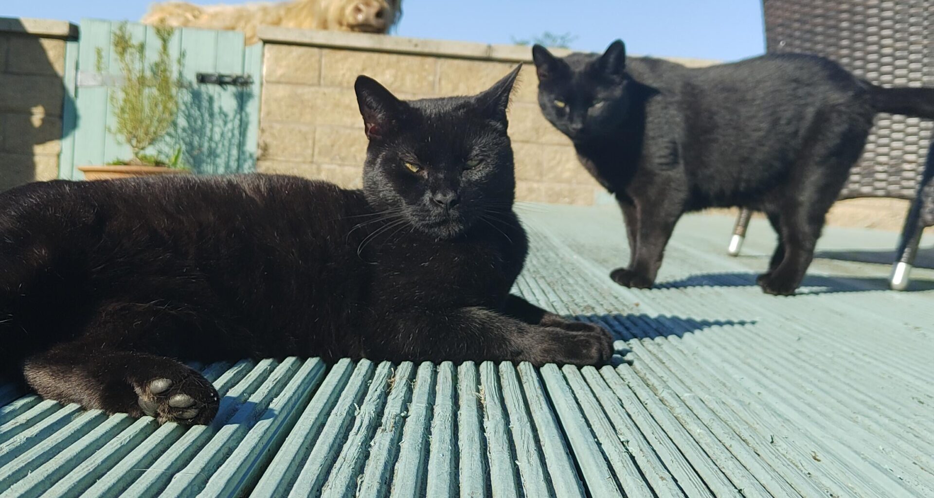 Neighbours keep looking into the garden...