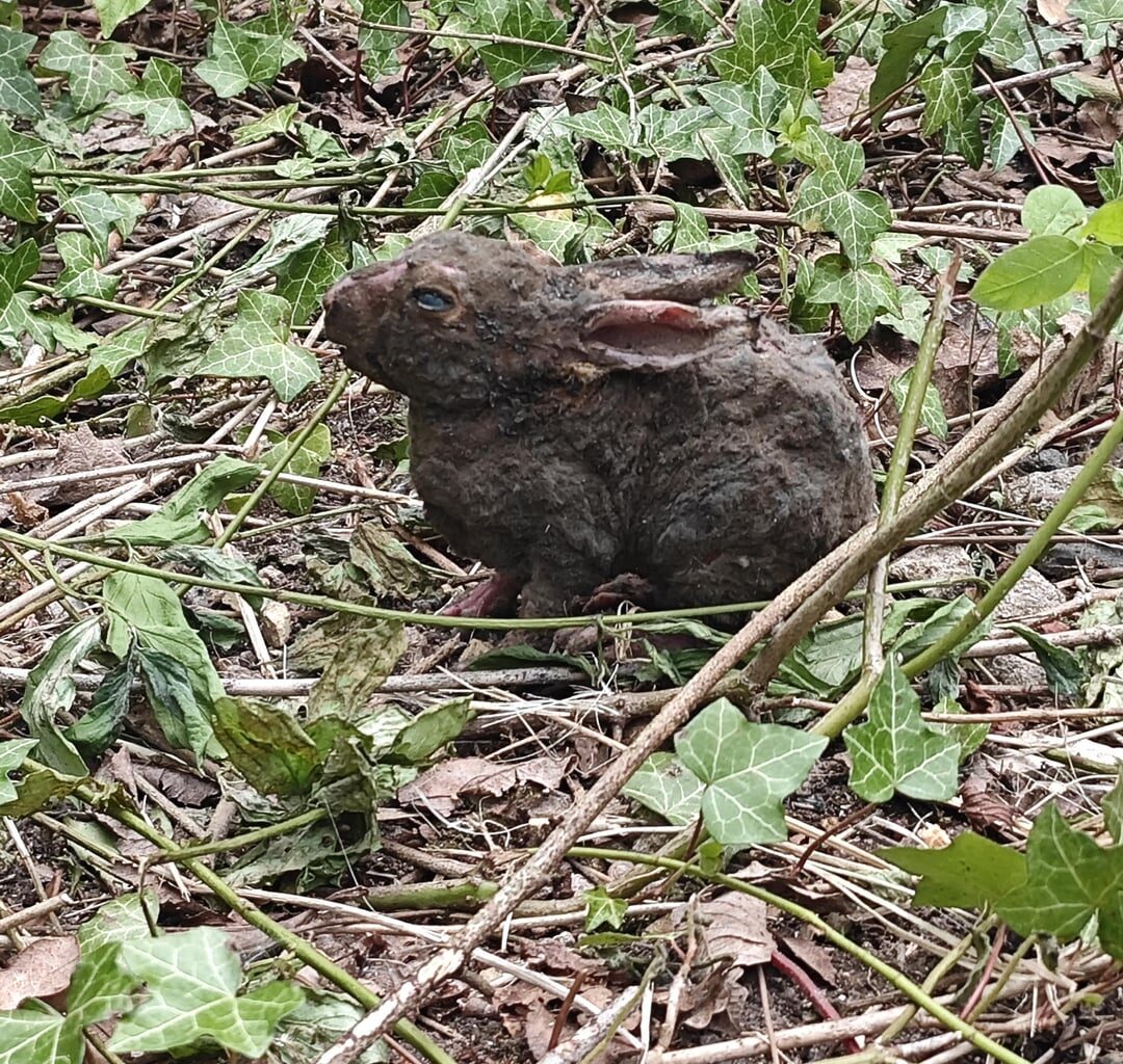 Verbranntes Baby Kaninchen. HILFE!