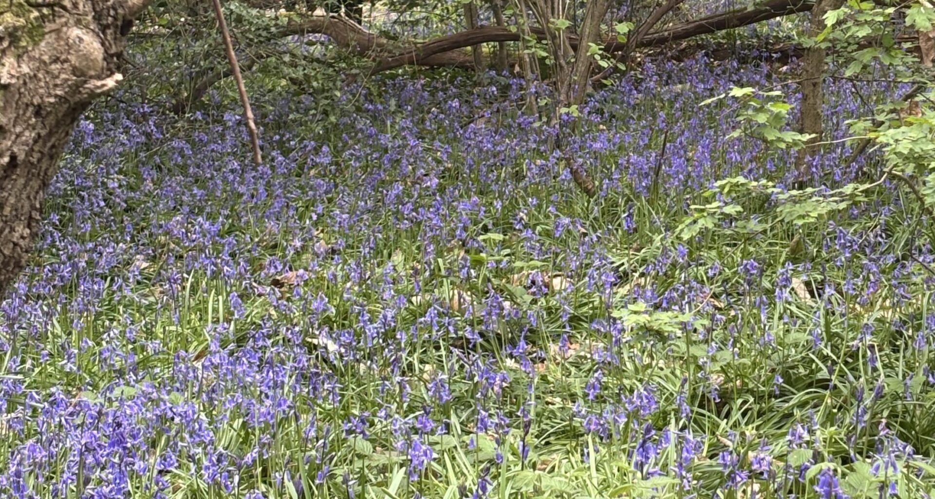 Beckenham Park