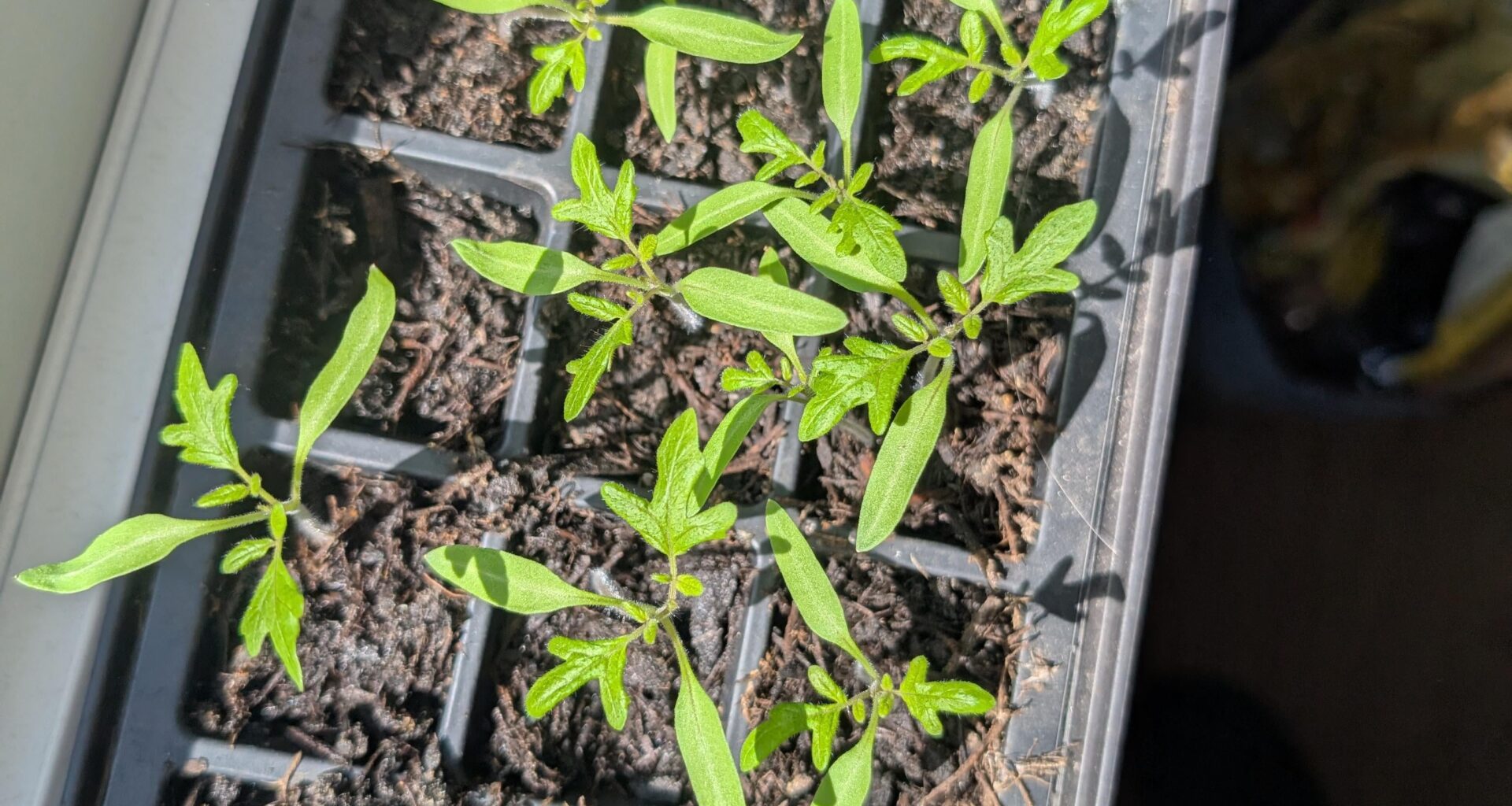 Fragen zu Tomaten.