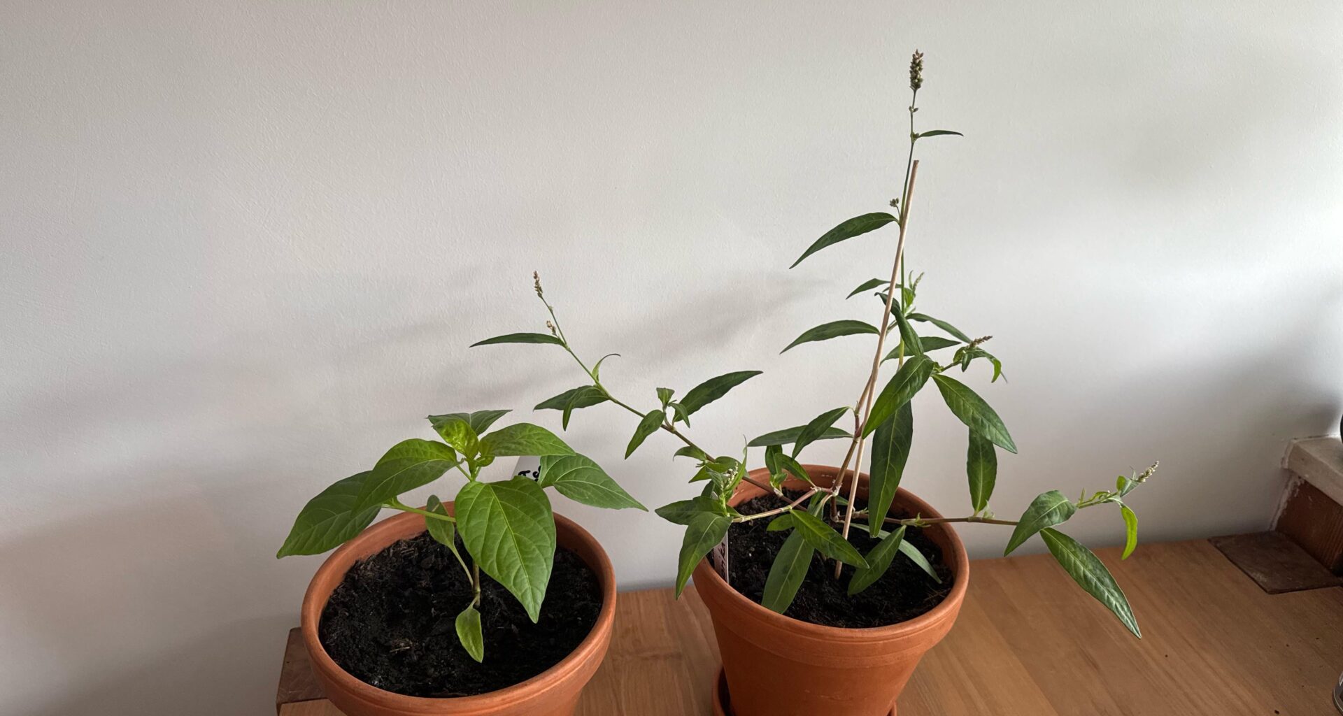 Warum sehen meine Paprika Pflanzen so unterschiedlich aus