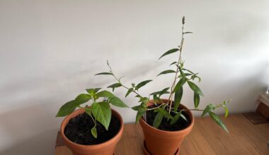 Warum sehen meine Paprika Pflanzen so unterschiedlich aus