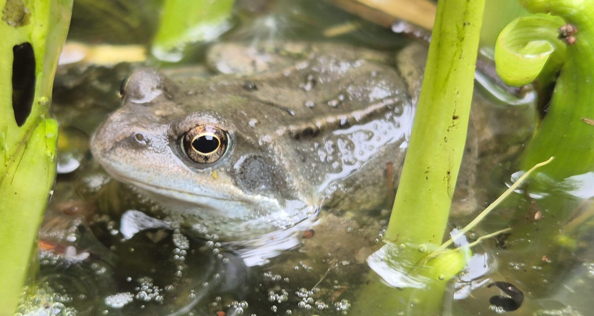 Was für ein Frosch lebt bei mir im Teich?