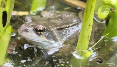 Was für ein Frosch lebt bei mir im Teich?