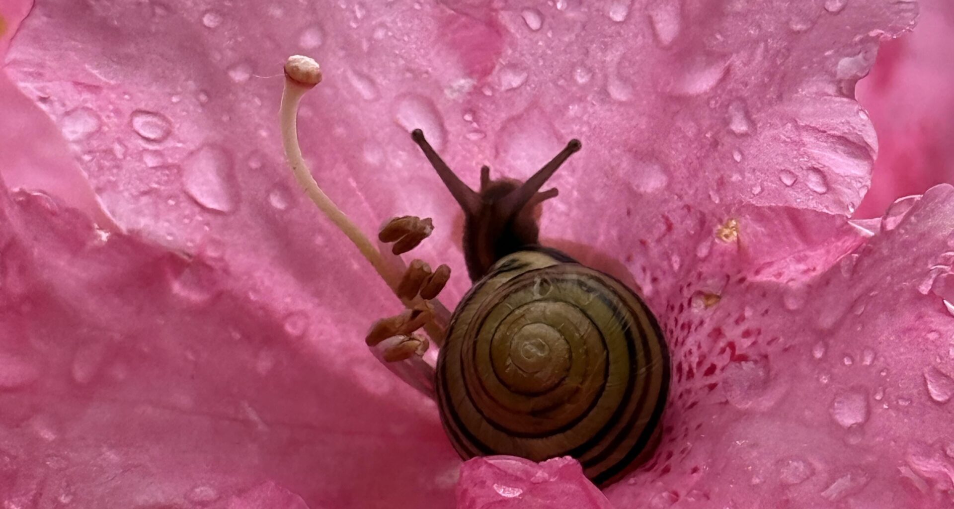 Gehäuseschnecke - nicht in einen Topf werfen mit Nacktschnecken