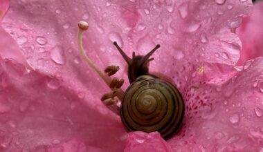 Gehäuseschnecke - nicht in einen Topf werfen mit Nacktschnecken