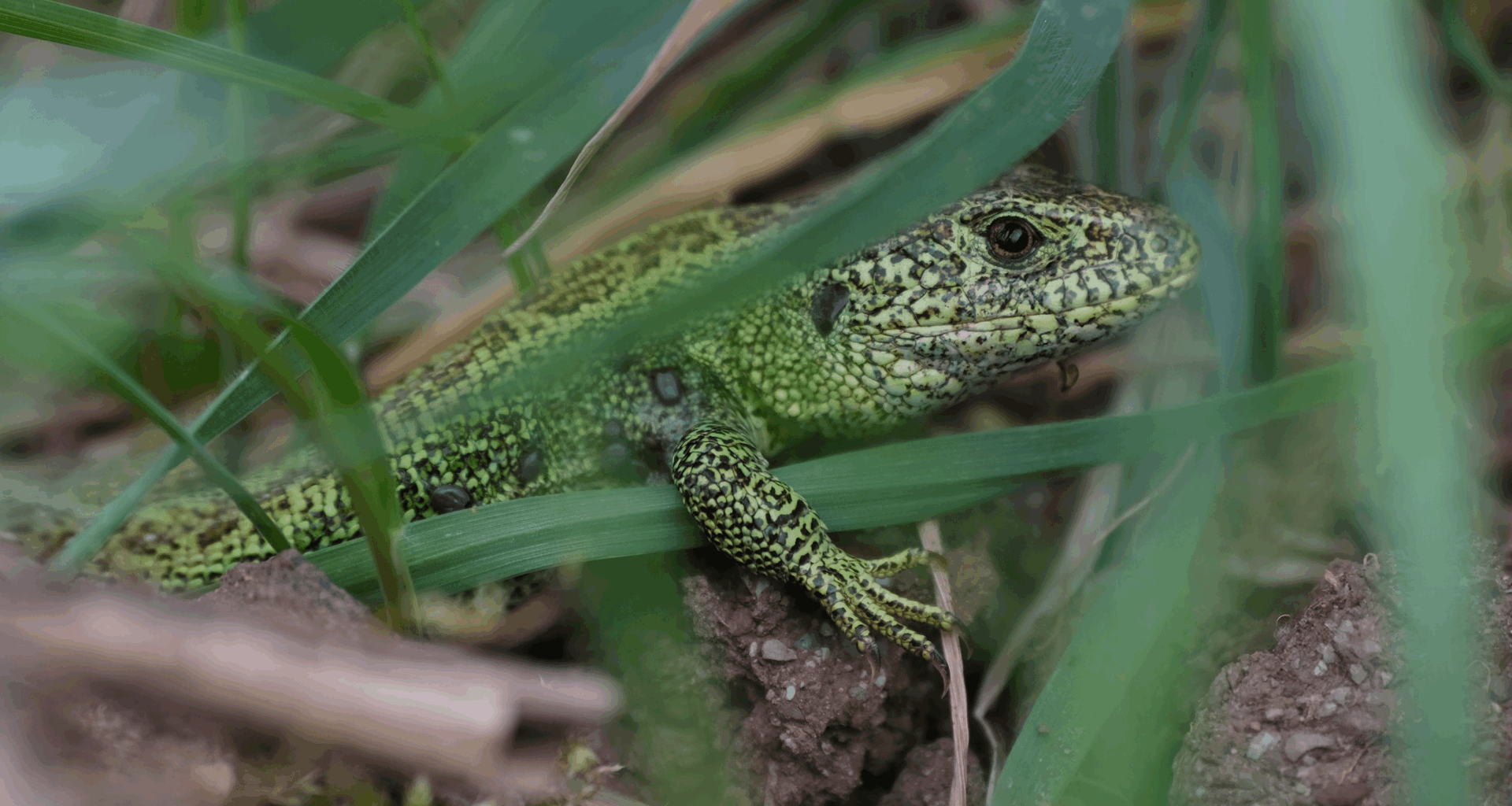 Was sind die schwarzen Punkte seitlich an dieser Zauneidechse?