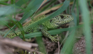 Was sind die schwarzen Punkte seitlich an dieser Zauneidechse?