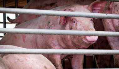 California’s climate program helps factory farms profit off pig waste