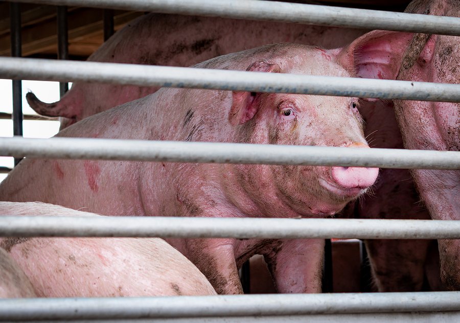 California’s climate program helps factory farms profit off pig waste