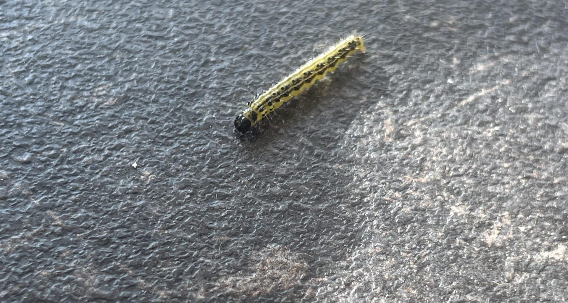 Was für eine Raupe ist das?