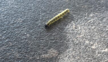 Was für eine Raupe ist das?