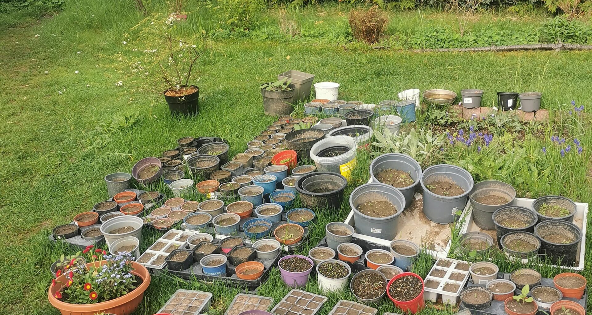 43 verschiedene Stauden und Gräser. 24 unterschiedliche Tomaten. 5 Sorten Weed. Und meist den falschen Stift benutzt. Letzte Nacht hats geregnet :D
