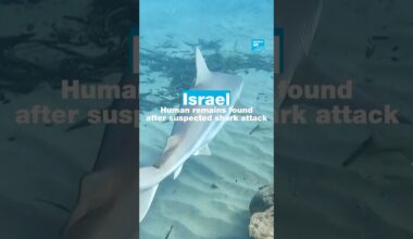 Israel: Human remains found after suspected shark attack • FRANCE 24 English