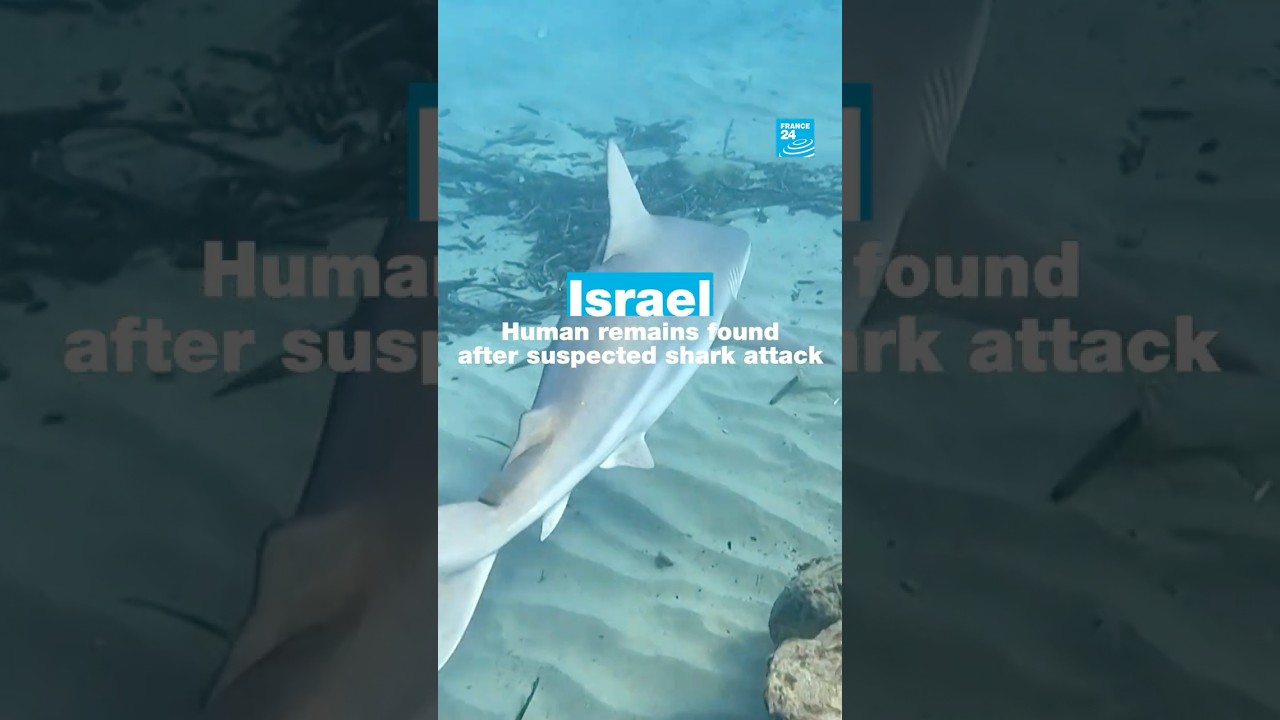 Israel: Human remains found after suspected shark attack • FRANCE 24 English