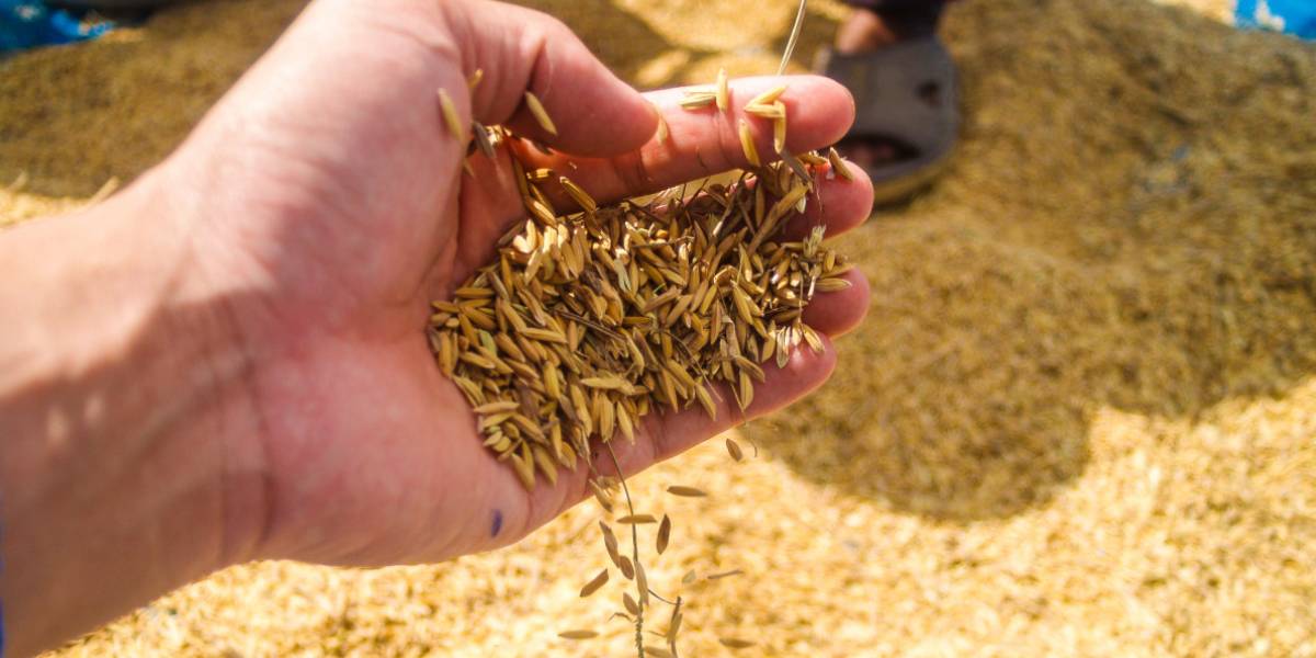 As climate change fuels arsenic in rice, can South India’s staple stay safe?