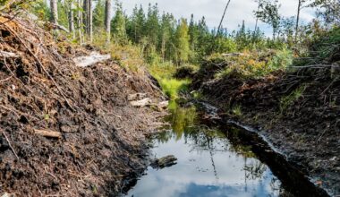 Suomi ja Ruotsi alkavat ratkoa yhdessä ongelmaa, joka heikentää vesistöjen tilaa Pohjanlahden molemmin puolin | Kotimaa