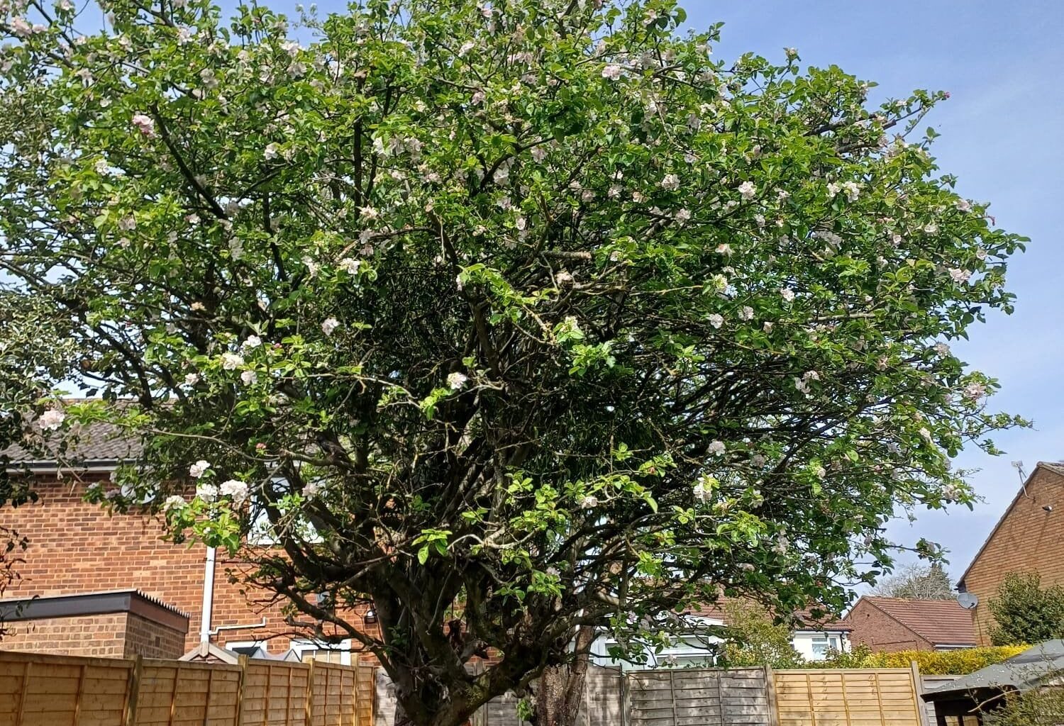 For the last 9 years I've been living in a flat with no outside space to call our own. This spring we moved to a bungalow and it brings me so much happiness on days like this.