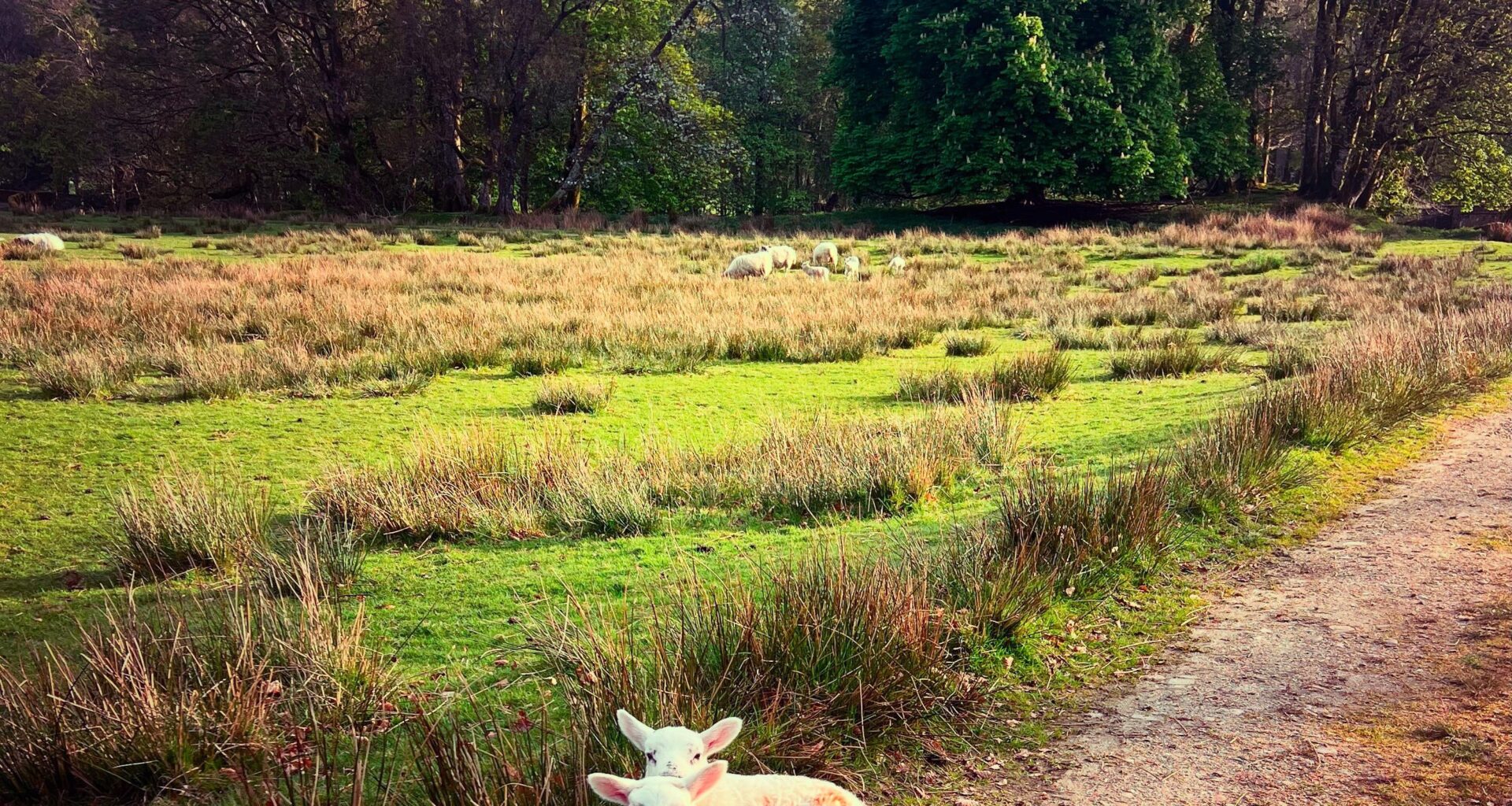 Two Wee Guys In Argyll Today