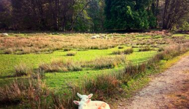 Two Wee Guys In Argyll Today