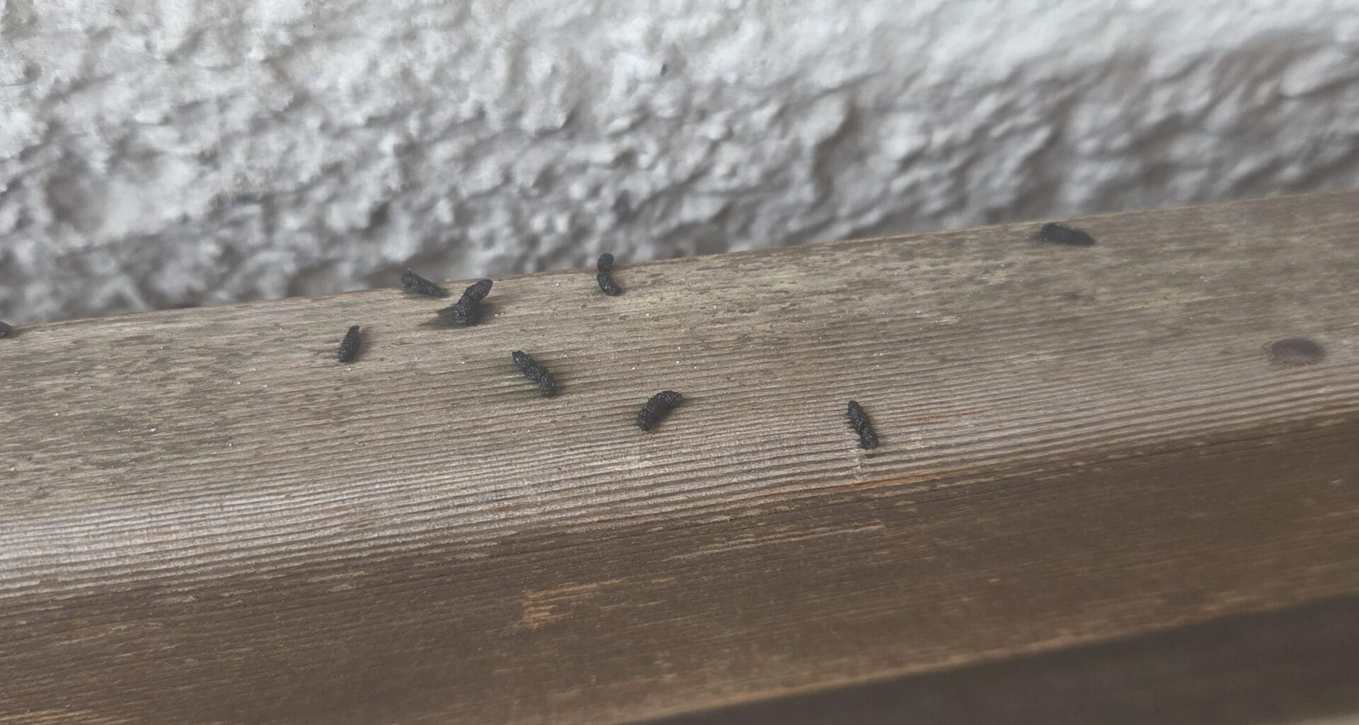 Was hat hier auf die Bank meiner Mama gemacht? Mäuse?