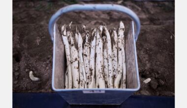 "Late last week, it seemed all of the Netherlands was craving asparagus again"