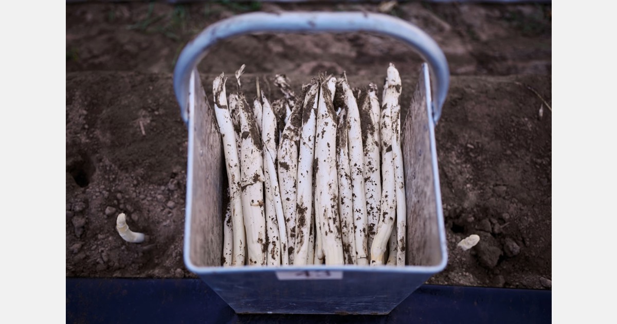 "Late last week, it seemed all of the Netherlands was craving asparagus again"