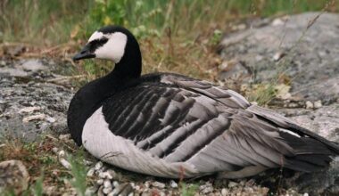 Barnacle goose invasion threatens farmers' livelihoods