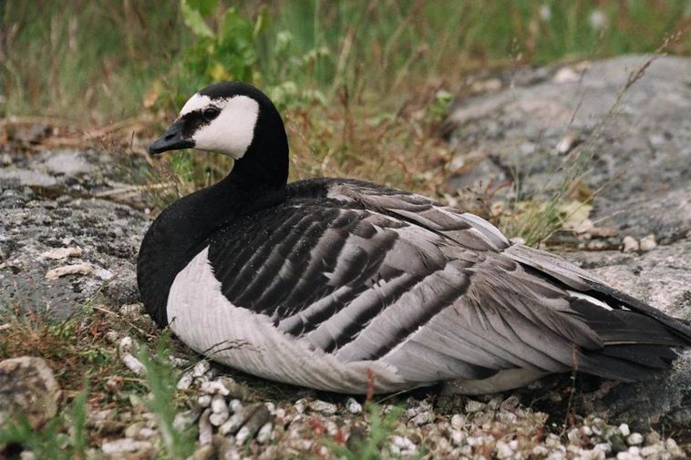 Barnacle goose invasion threatens farmers' livelihoods
