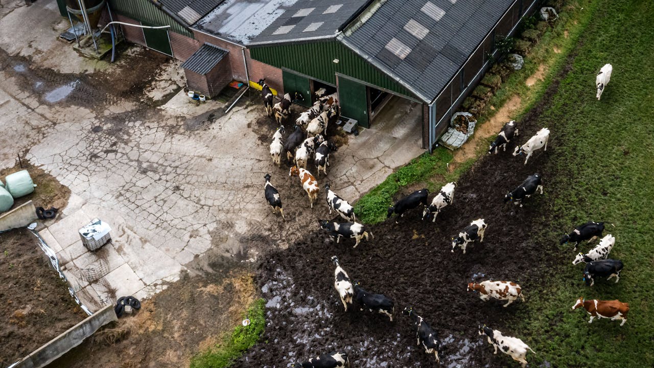 Waarom blijft Nederland op het stikstofslot? Vier vragen over de nieuwste plannen
