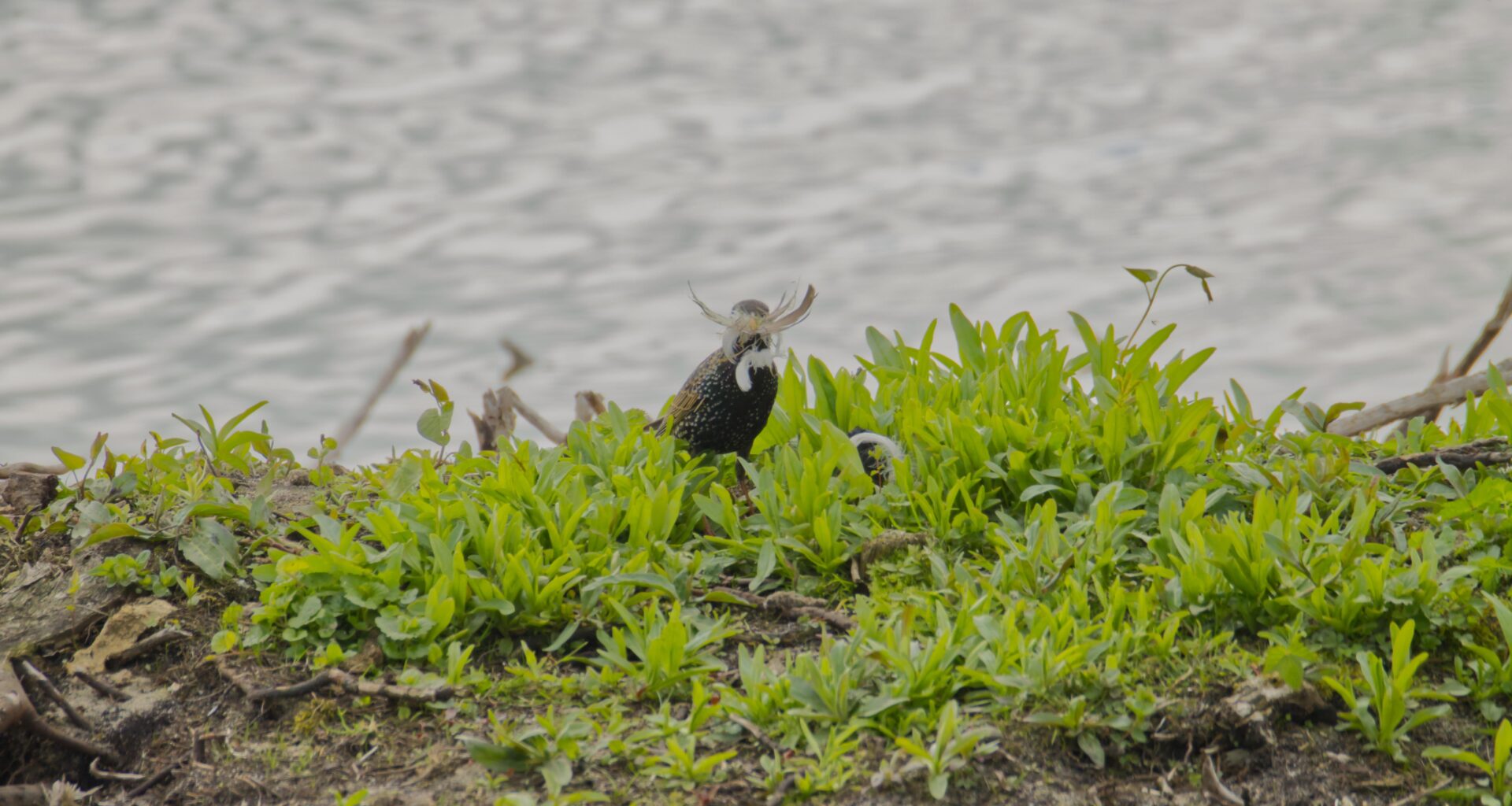 Dieser Star kann entweder Kung-Fu, führt ein preußisches Heer in die Schlacht oder baut Kampfroboter uim blaue Igel zu jagen.