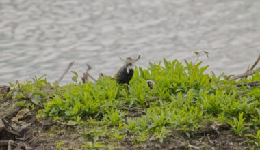 Dieser Star kann entweder Kung-Fu, führt ein preußisches Heer in die Schlacht oder baut Kampfroboter uim blaue Igel zu jagen.
