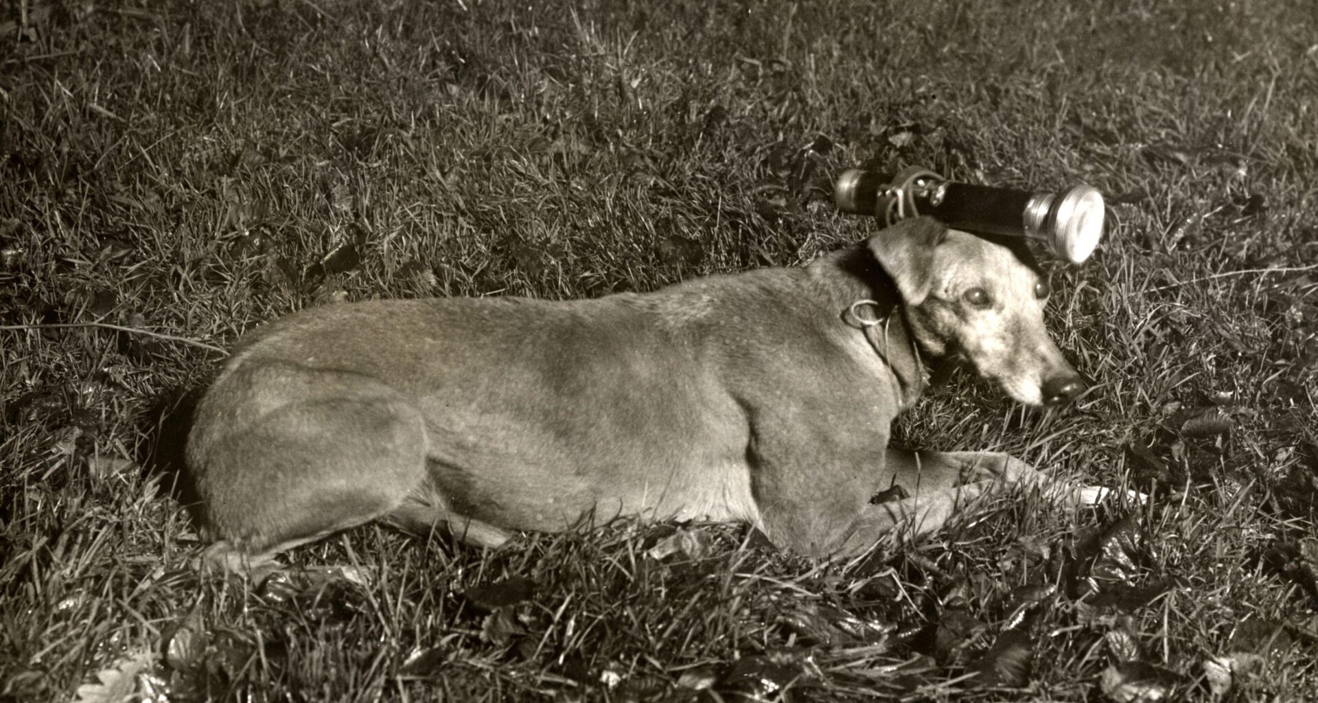 A hunting dog with a flashlight tied to its head, Norfolk, England (c.1930)