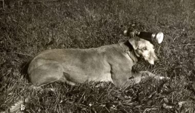 A hunting dog with a flashlight tied to its head, Norfolk, England (c.1930)