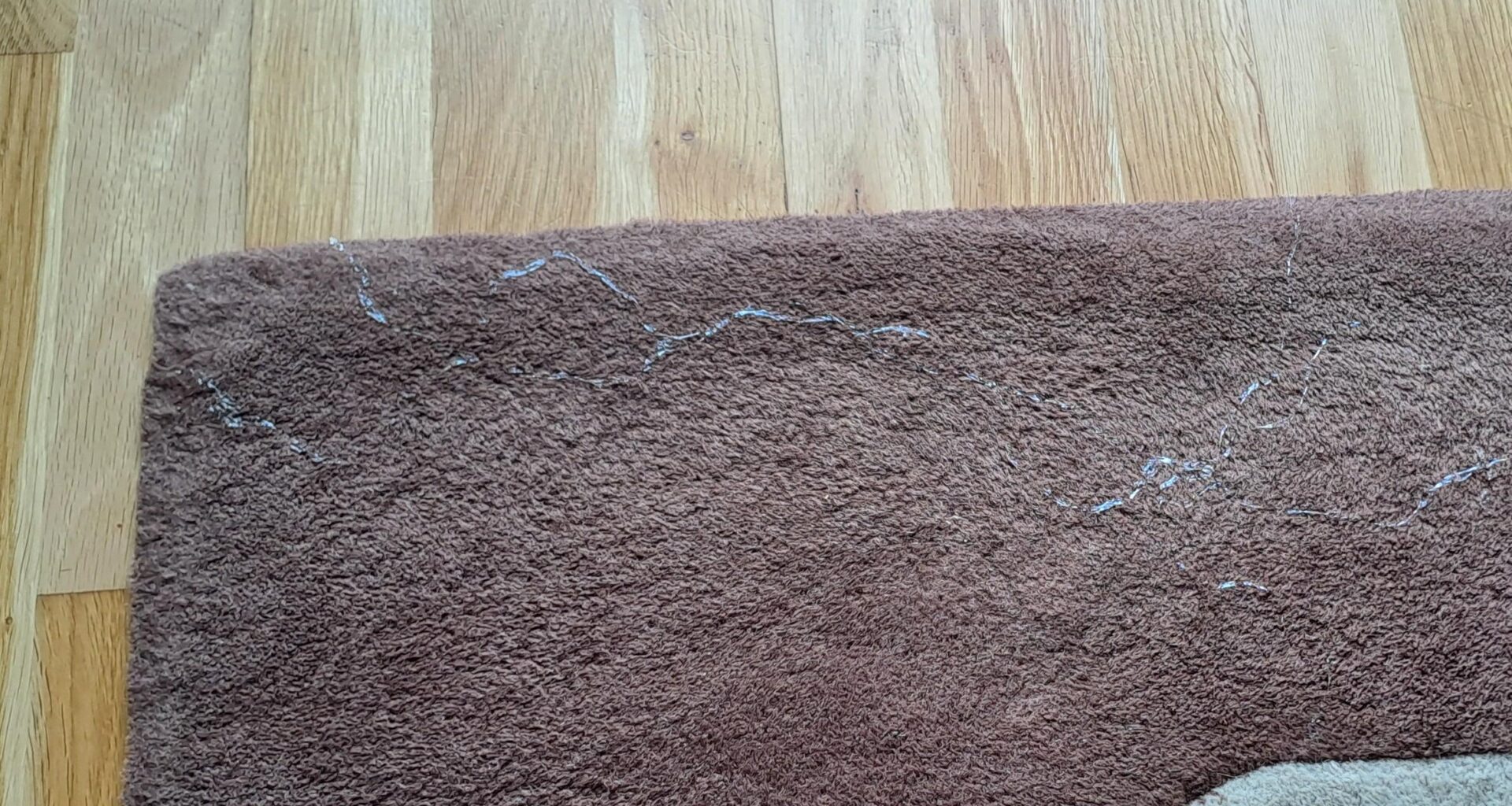 What's leaving this trail on the rug?
