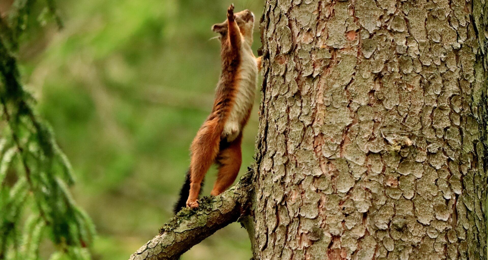 Eichhörnchen 🐿️