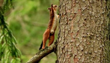 Eichhörnchen 🐿️