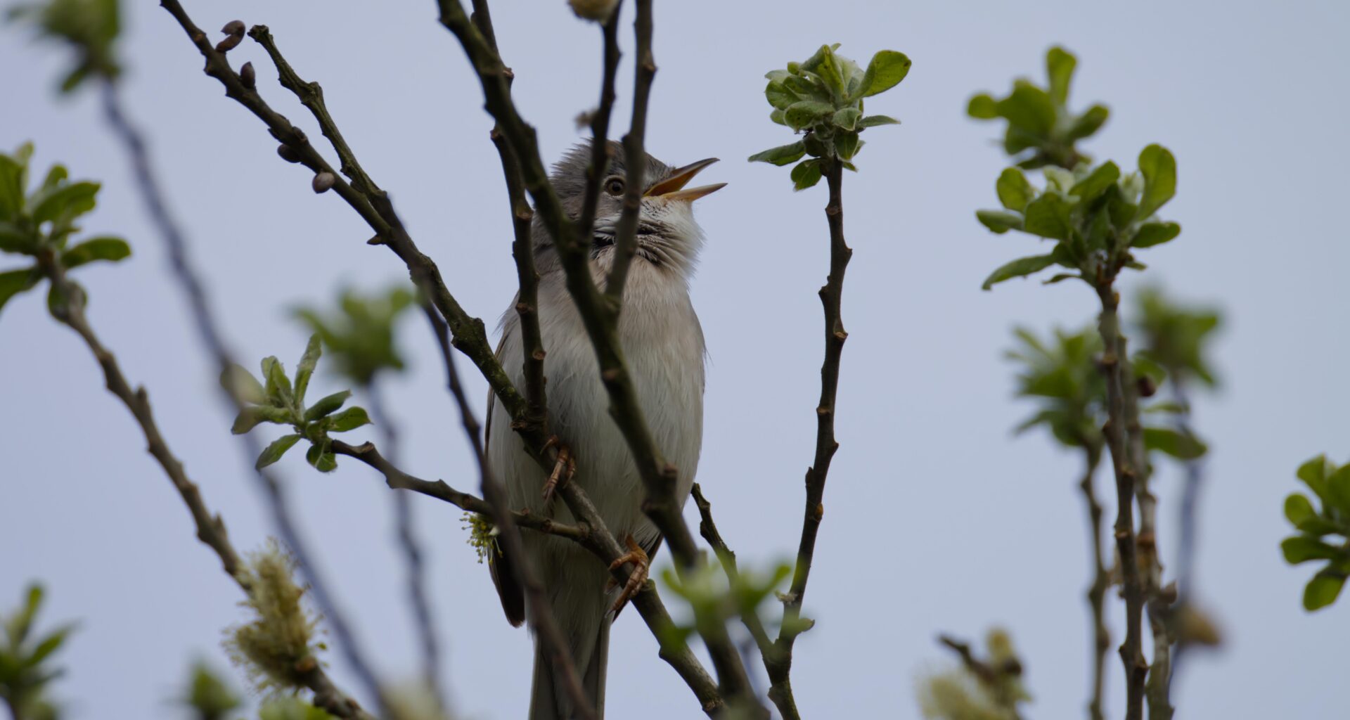 I scream, you scream,