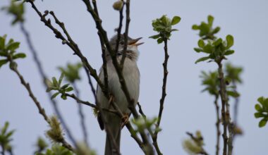 I scream, you scream,