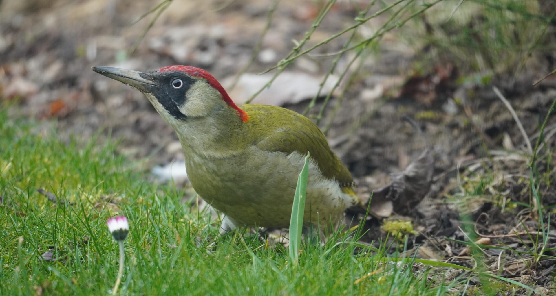 Regelmäßiger Grünspechtbesucher