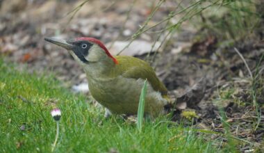 Regelmäßiger Grünspechtbesucher
